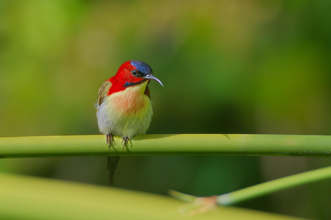 Puerto Princesa: Full-Day Birdwatching Tour with Guide
