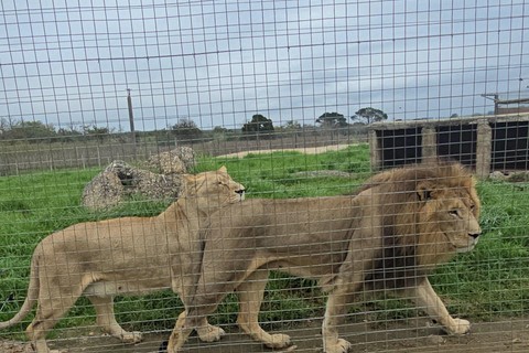 Cheetah, Giraffes Encounter, lion's park, and Wine Tasting