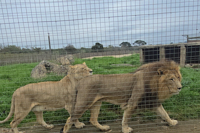 Cheetah, Giraffes Encounter, lion's park, and Wine Tasting