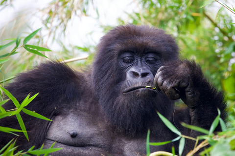 One-Day Gorilla Trek from Kigali