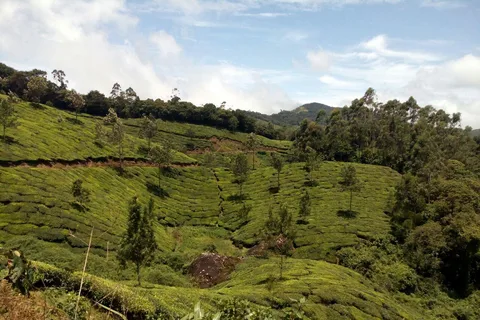 Munnar: Half Day Trekking Through Tea Plantation