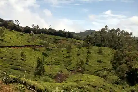 Munnar: Half Day Trekking Through Tea Plantation