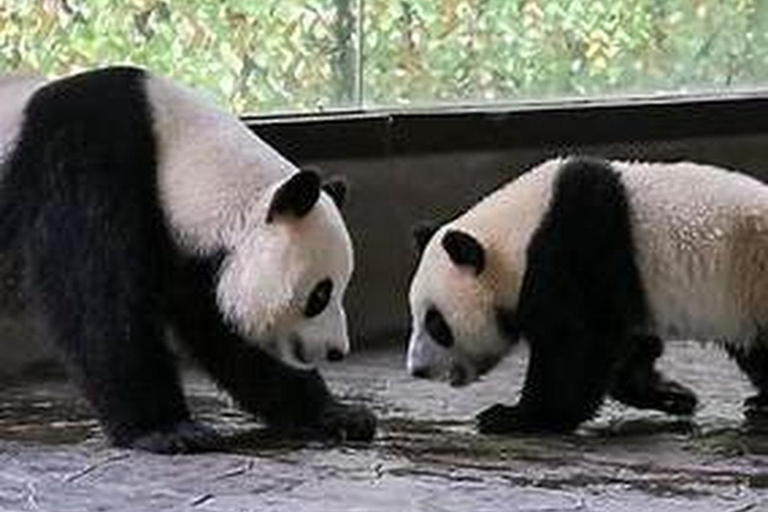 Shanghai Wildlife Park 1-Day Ticket + Free Safari Shuttle