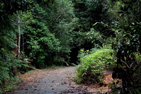 Kanneliya the Biodiversity Hot Spot Trekking from Galle