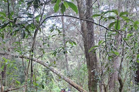Medellín Hiking, Santa Elena – Arví Park, Forests, and Lagoon