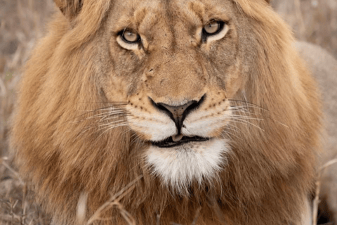 Von Sansibar: 3-tägige Selous-Safari, Bootstour &amp; Besuch bei den MaasaiAll-Inclusive: 3-Tages-Safari, Bootsfahrt und Busch-Wanderung