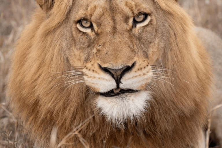 Von Sansibar: 3-tägige Selous-Safari, Bootstour &amp; Besuch bei den MaasaiAll-Inclusive: 3-Tages-Safari, Bootsfahrt und Busch-Wanderung