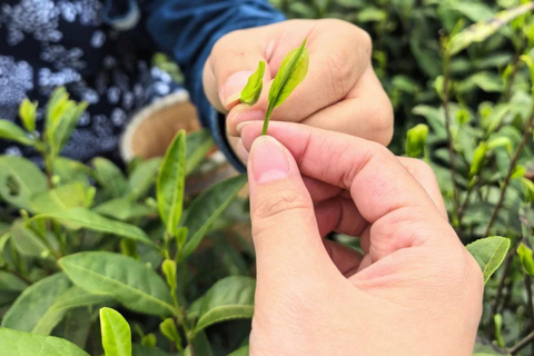 Meijiawu Authentic Longjing Tea Cultural Half-Day Experience Longjing Green Tea Picking & Roasting & Tasting 2-3hours