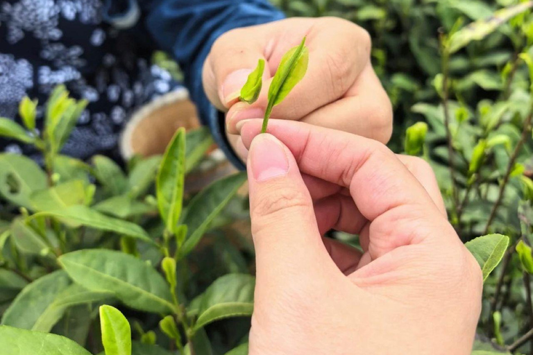 Meijiawu Authentic Longjing Tea Cultural Half-Day Experience Longjing Green Tea Picking & Roasting & Tasting 2-3hours