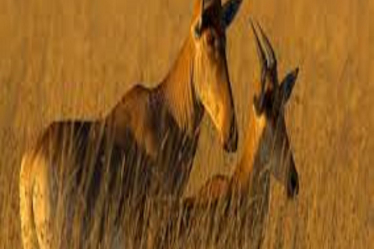 1 journée de safari dans le parc national du Tarangire - Arusha