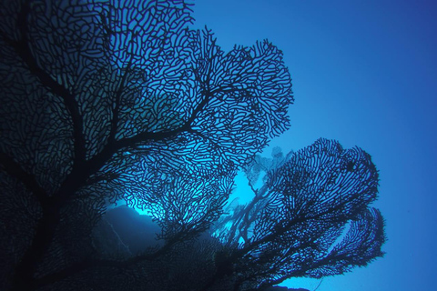 Maurice : Eco-tour de la baie bleue et plongée avec masque et tuba pour la protection du corail