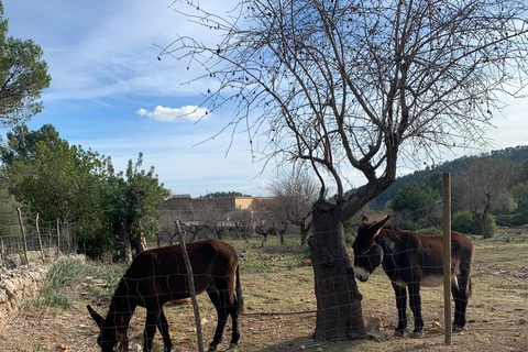 Expérience de la randonnée dans la Sierra de TramuntanaSierra de Tramuntana - randonnée hivernale