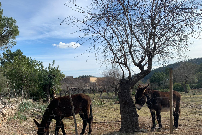 Wędrówki po Sierra de TramuntanaSierra de Tramuntana - zimowa wycieczka piesza