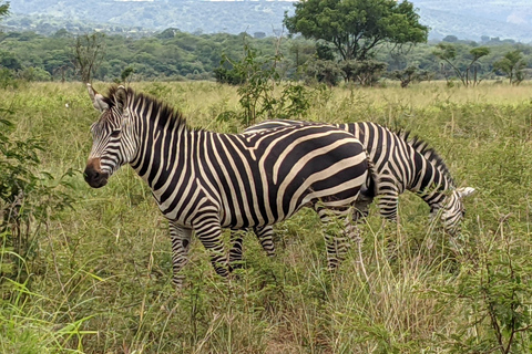 A three-day Akagera game safari