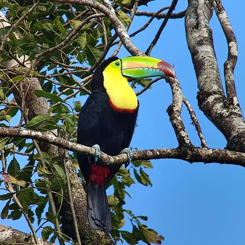 Monteverde: Curi Cancha Reservaat Vogelexcursie