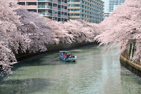 Tokyo: Meguro River Cherry Blossom Cruise from Shinagawa