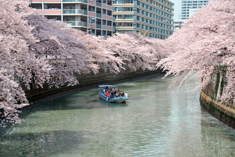 Tokyo: Meguro River Cherry Blossom Cruise from Shinagawa