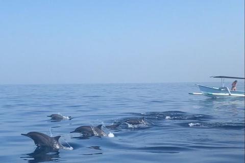 Bali: Dolphin Swimming Tour with ATV Quad Bike & Waterfall Dolphin, Waterfall, Tandem ATV Bike (Central & South Bali)