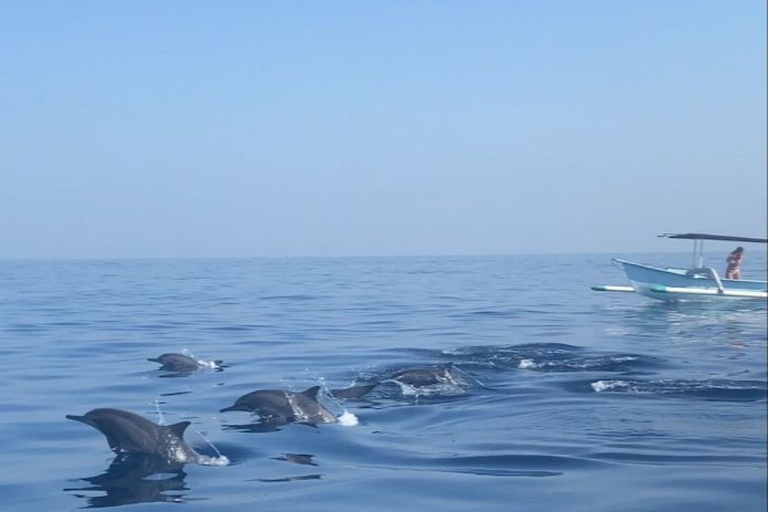 Bali: Dolphin Swimming Tour with ATV Quad Bike & Waterfall Dolphin, Waterfall, Tandem ATV Bike (Central & South Bali)