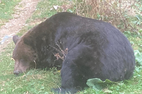 Brasov: Carpathian Brown Bear Wildlife Viewing Experience