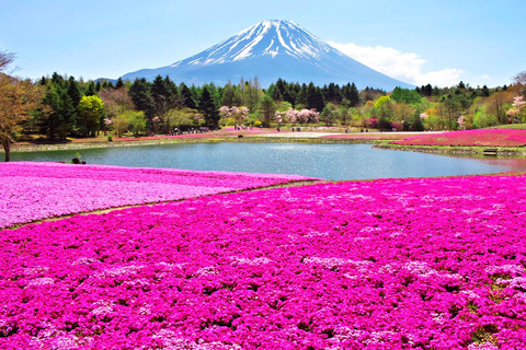 Mt.Fuji, Arakura Sengen Park, Oishino hakkai, Kawaguchico TripOdbiór z dworca w Tokio o 8:00 rano