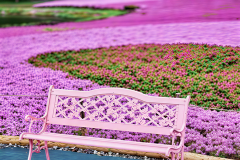 Tokyo:Cherry Blossom Mt Fuji & Shibazakura Festival Day Trip 07:30 Pick&Drop from Hotel/BnB
