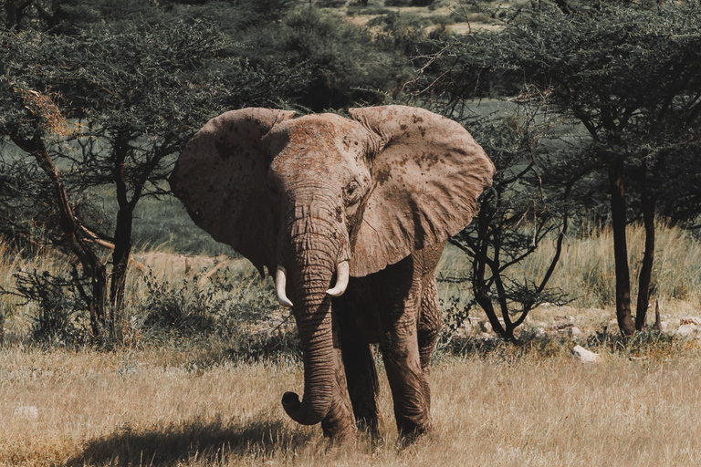 Samburu National Reserves: Optional Village Tour & Swimming