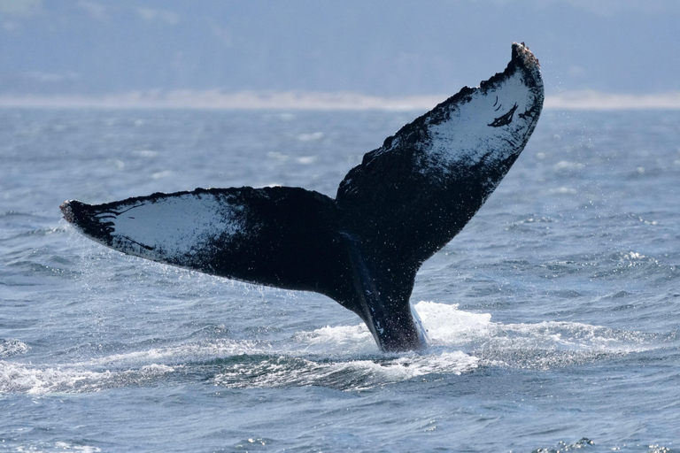 Morro Bay: Whale Watching with Lost Isle Adventures