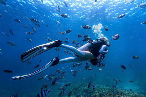 Da Nang: Cham Islands Fun Dive with Lunch and Transfers Cham Island only Snorkeling-extended time (not visit island)