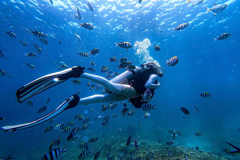 Da Nang: Cham Islands Fun Dive with Lunch and Transfers Fun Divers with Certified - two dive