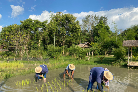 Chiang Mai: Upplevelse av thailändska bufflar och risplantering