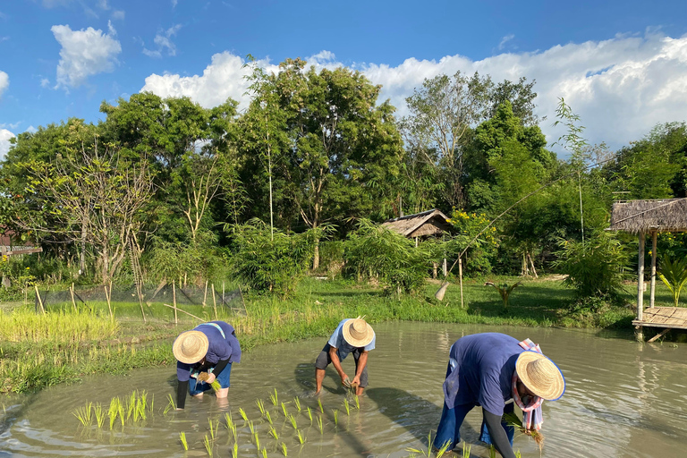 Chiang Mai: Experiência tailandesa com búfalos e plantação de arroz