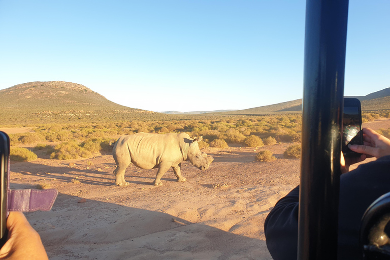 Cape Town: Cape Town Big Five Sunset Safari with Snacks