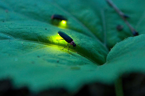 Sigiriya: Night Safari, Fireflies & Wildlife Private Tour
