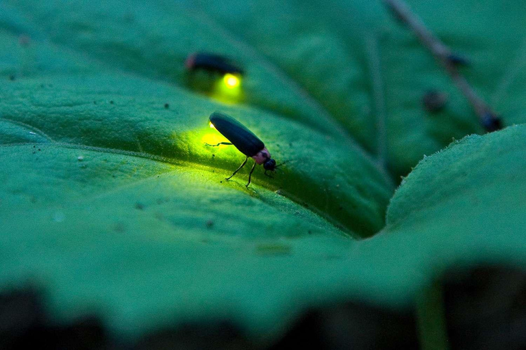 Sigiriya: Night Safari, Fireflies & Wildlife Private Tour