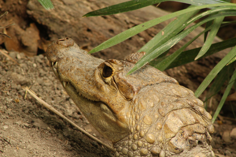 نزهة باسو ديل مانجو والحديقة النباتية والشوكولاتة