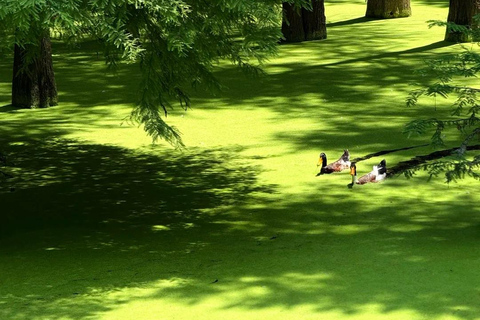 Hangzhou: Qingshan Lake Water Forest Fairy Tale Ticket