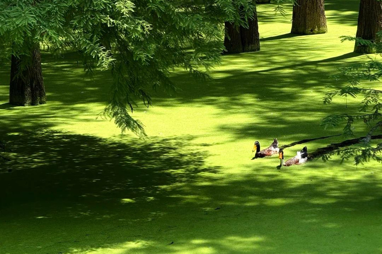 Hangzhou: Qingshan Lake Water Forest Fairy Tale Ticket