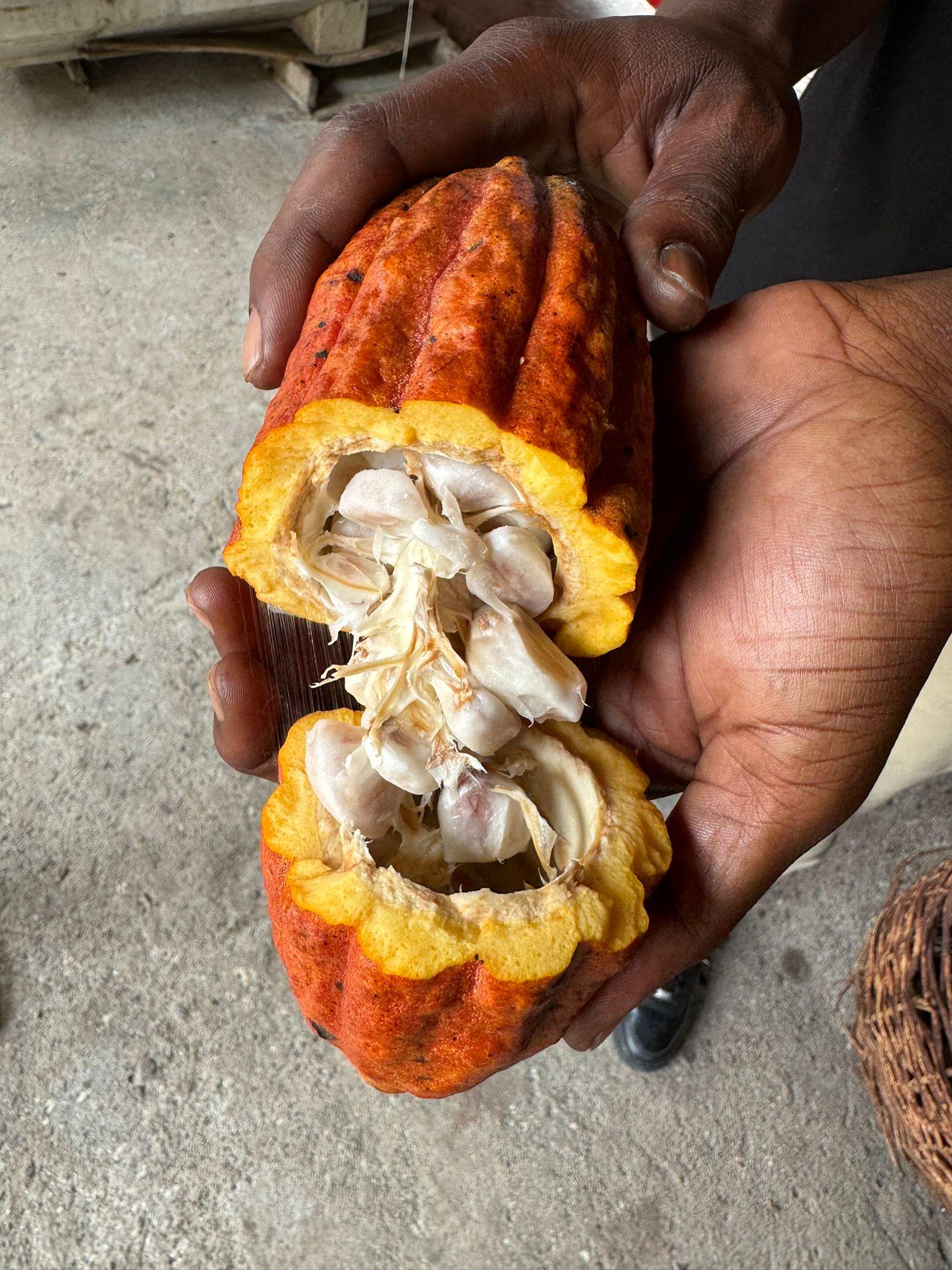 Grenada: Belmont Estate – Schokoladen-Workshop vom Baum bis zur Tafel
