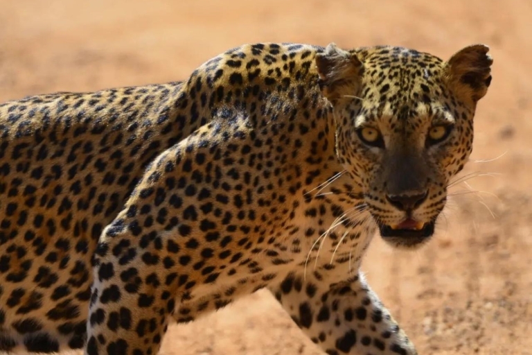 Yala National Park: Morning Afternoon Leopard Wild Safari
