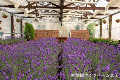 Furano Lavender, Ningle Terrace & Melon Buffet Bus Tour S1-1 [Jun 20 - Aug 9]: Lavender & Buffet