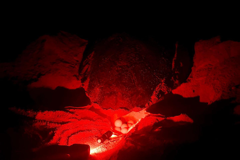 Santa Maria : Observation des tortues de mer de l&#039;île de Sal