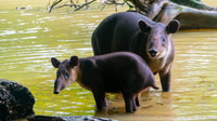 Overnight Sirena & San Pedrillo, Corcovado National Park - Housity