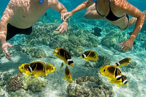 Zanzibar : excursion de plongée avec tuba et voile au récif de Kiwengwa