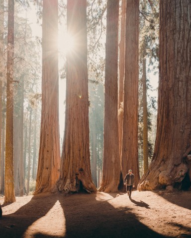 Visit Sequoia National Park Full-Day Private Tour & Hike in Sequoia National Park