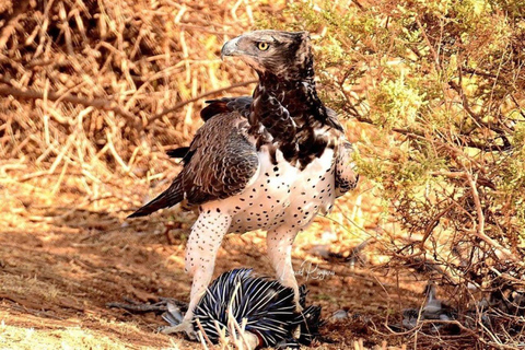 Overnight Safari to Tsavo East From Diani Beach