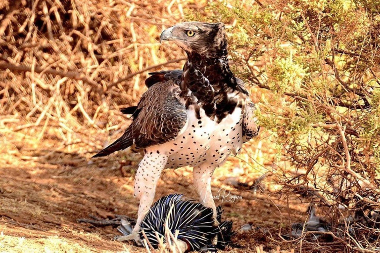 Overnight Safari to Tsavo East From Diani Beach