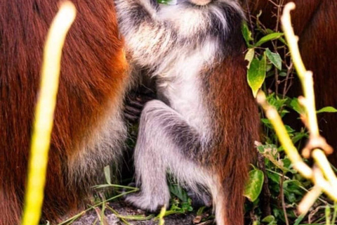 Zanzibar: Jozani & Salaam Monkeys, Mangroves & Secret Beach