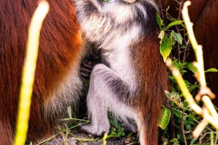 Zanzibar: Jozani & Salaam Monkeys, Mangroves & Secret Beach