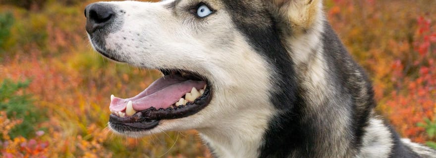 Denali : 1 heure de marche dans la toundra avec des chiens de traîneau en liberté